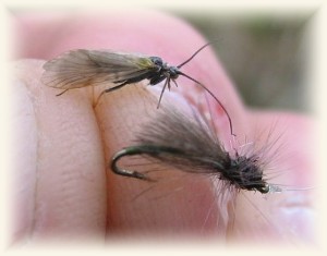 mosca secca