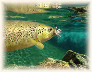 trota sotto acqua